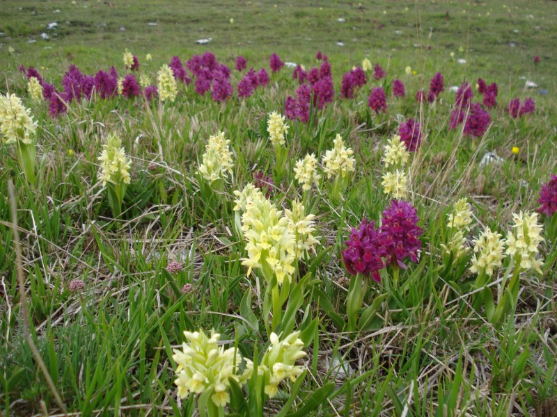 Dactylorhiza sambucina